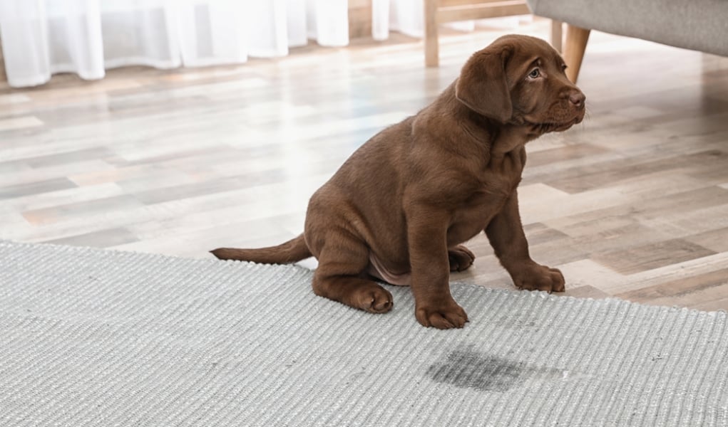 How to clean pet urine off carpets?