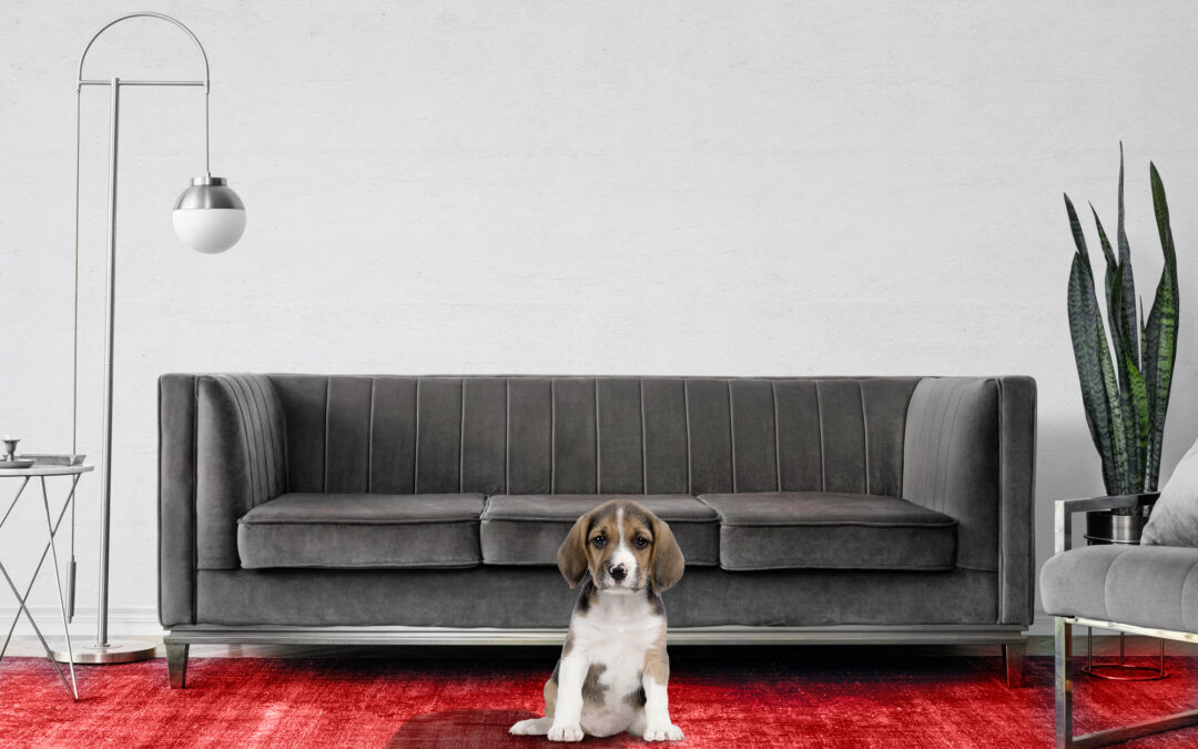 How to Get Cat, Dog, and Other Pet Pee Out of Your Carpet